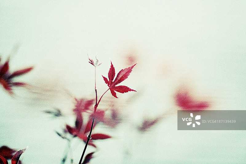 日本枫树图片素材