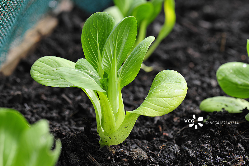 菜园中生长的白菜图片素材