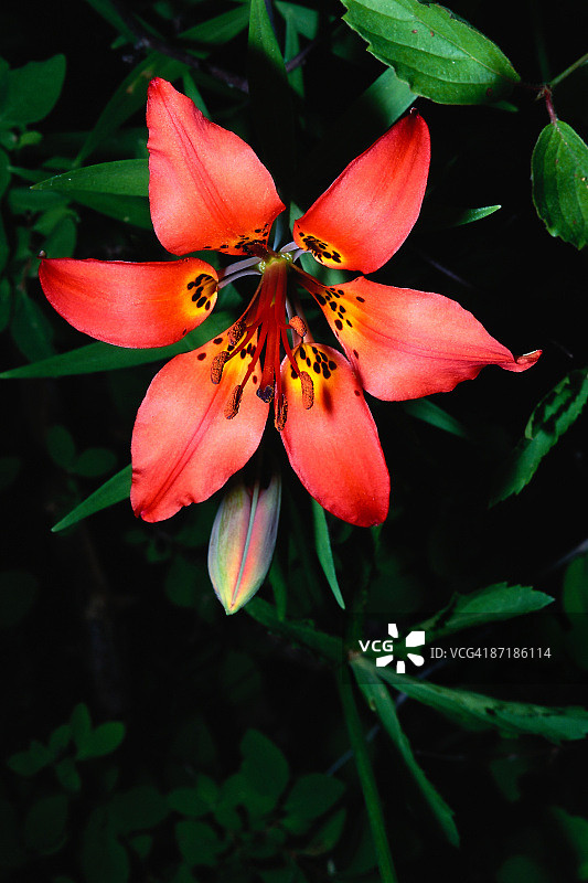 木百合图片素材