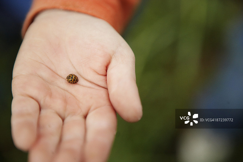 儿童手掌上的瓢虫图片素材