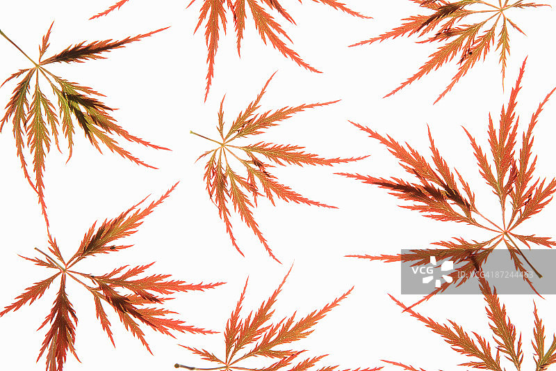 日本枫树（Acer palmatum）树叶图片素材