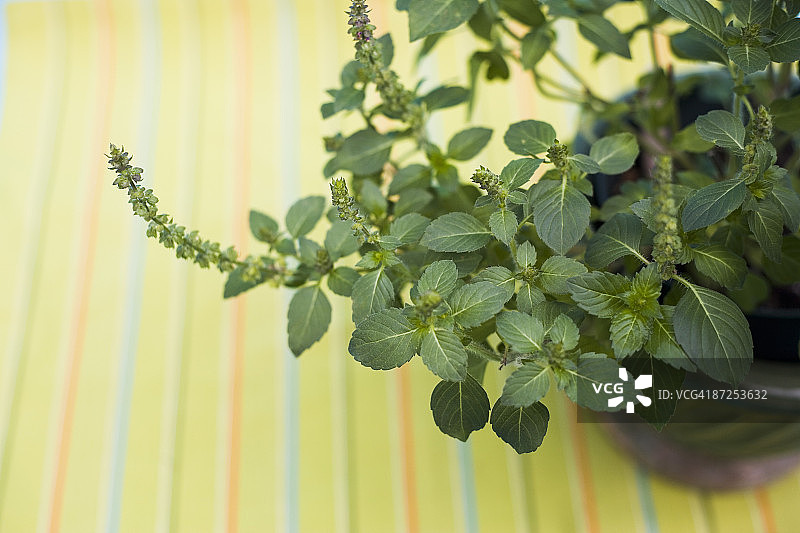 盆栽圣罗勒图片素材