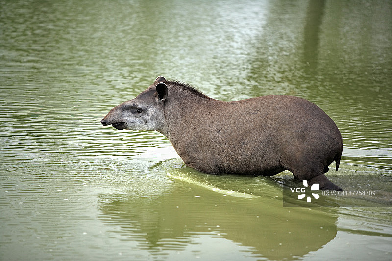 巴西貘图片素材