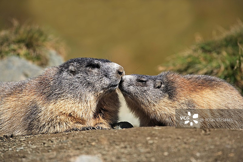 奥地利阿尔卑斯旱獭面对面图片素材