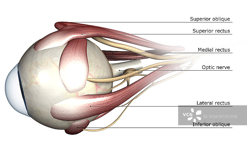 眼睛肌肉图片素材