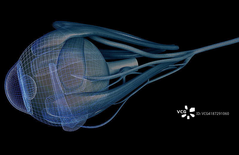 眼睛肌肉图片素材