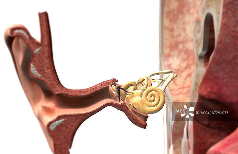 耳朵解剖结构图片素材