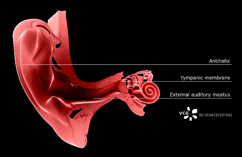 耳朵解剖结构图片素材