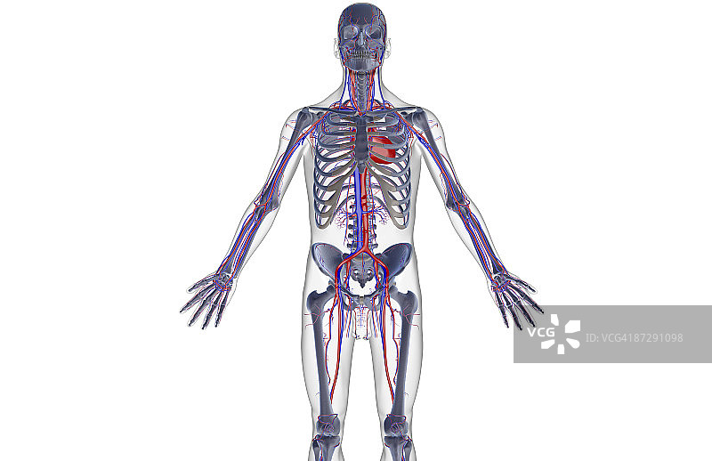 上半身的血液供应图片素材