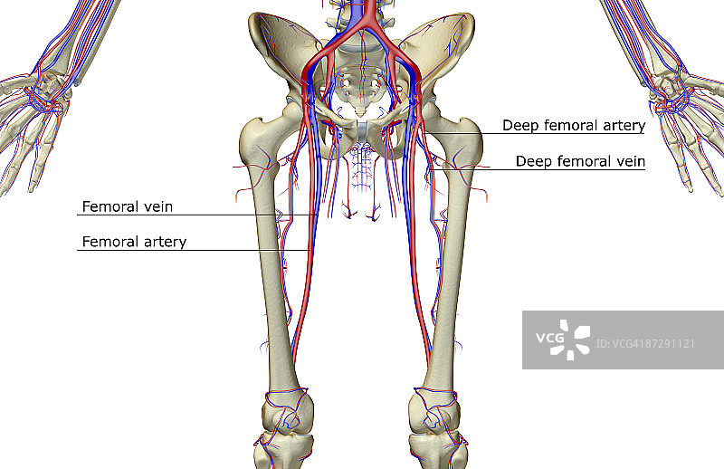 下半身的血液供应图片素材