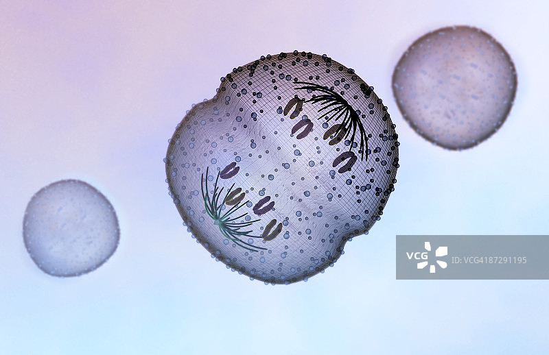 有丝分裂图片素材