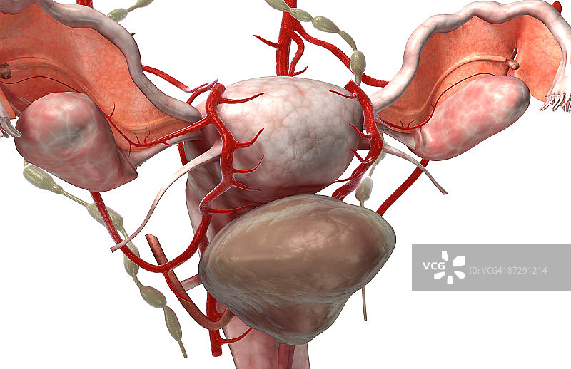 女性生殖系统图片素材