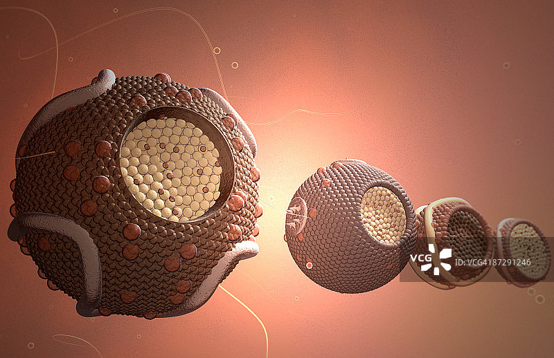 高密度脂蛋白图片素材