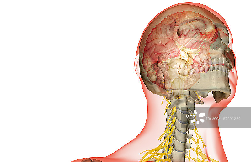 大脑和颈神经图片素材