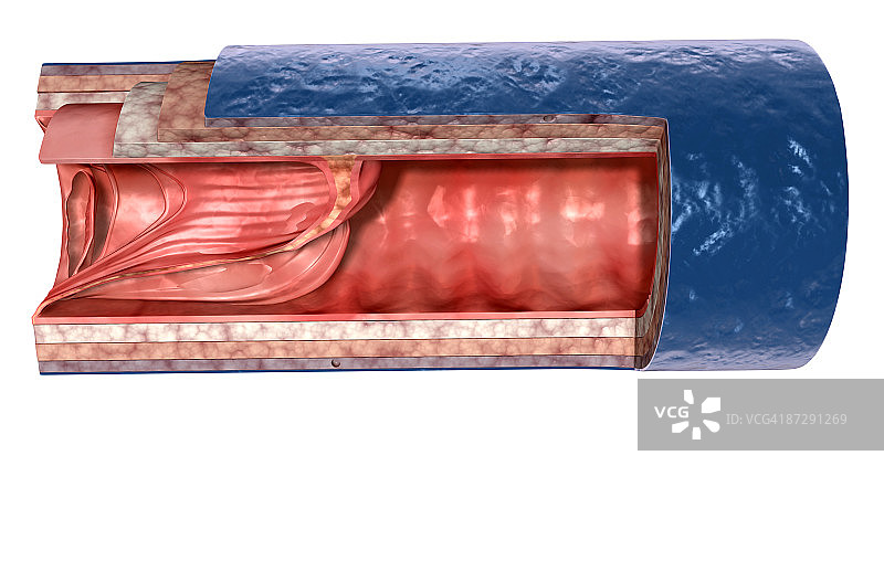 静脉壁结构图片素材