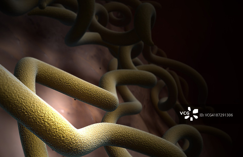 莱姆病细菌图片素材