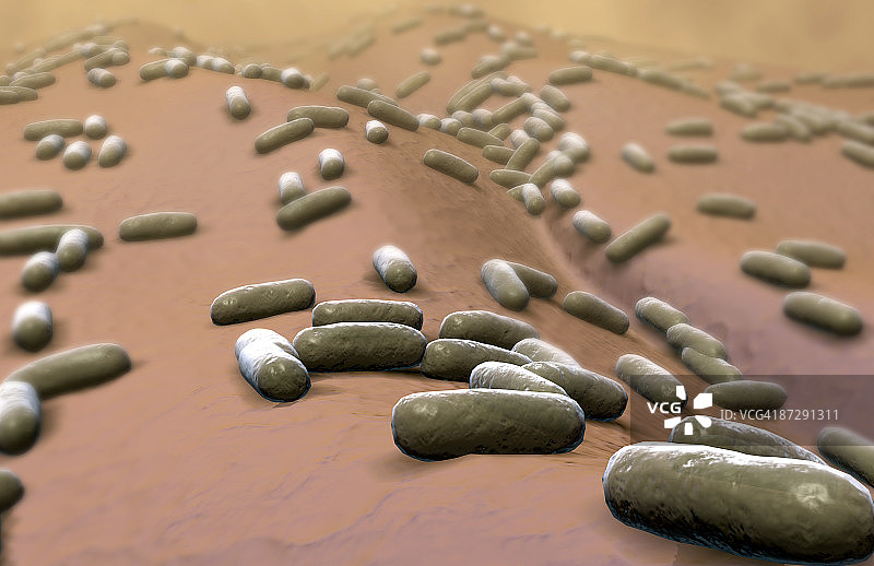 杆状细菌图片素材