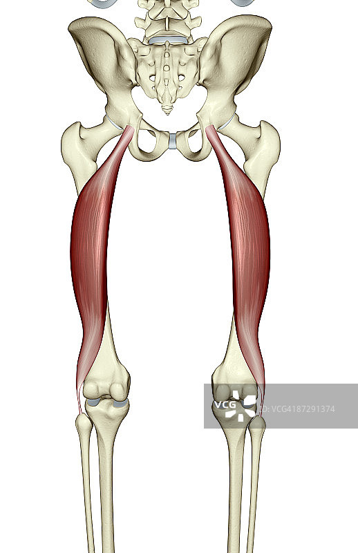 股二头肌图片素材