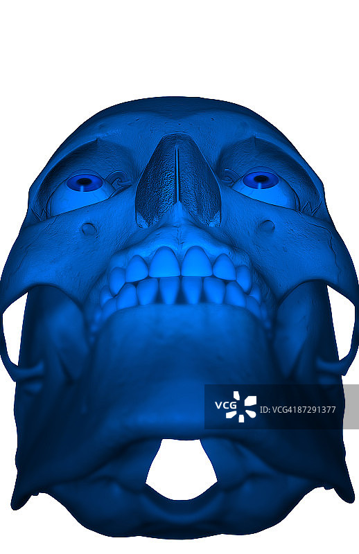 头骨图片素材