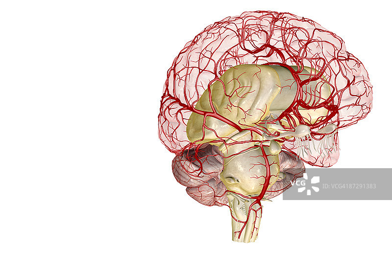 大脑动脉图片素材
