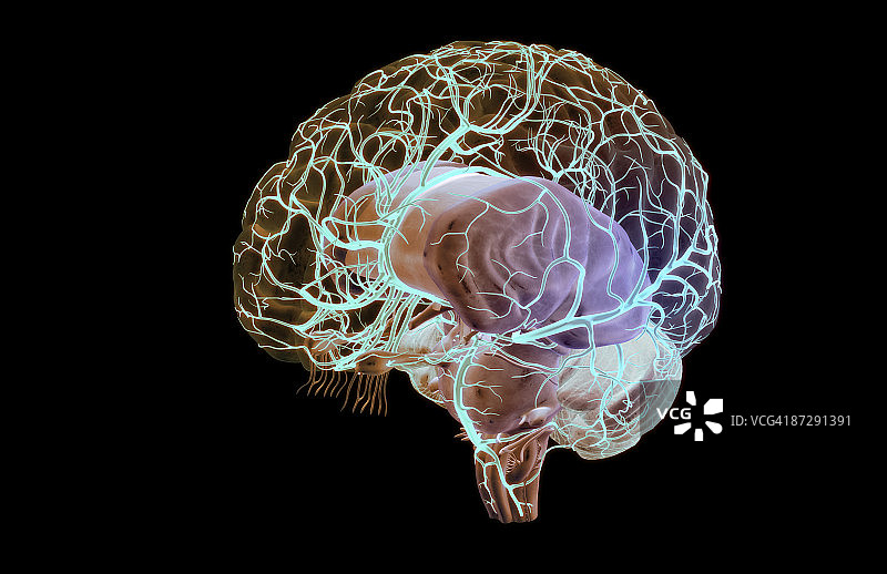 大脑动脉图片素材