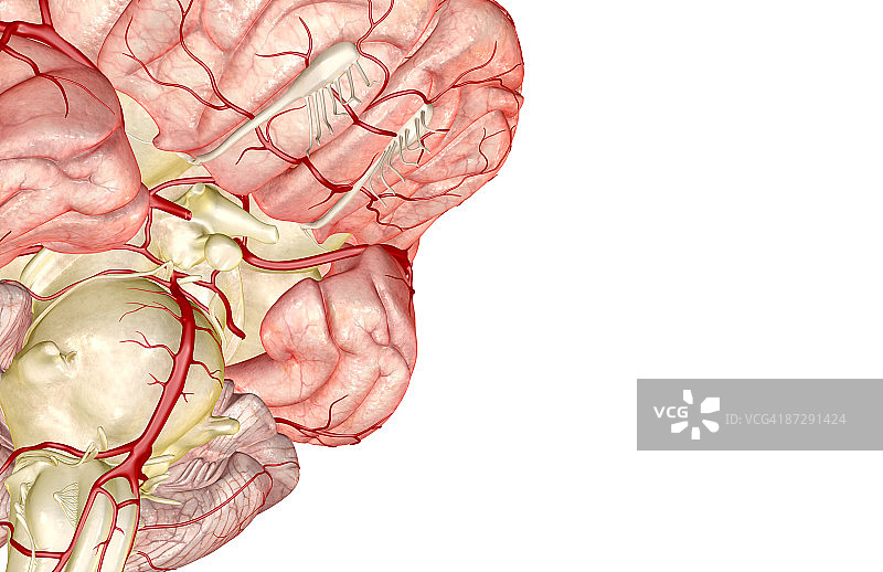 威利斯环图片素材
