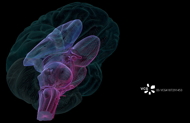 脑干图片素材
