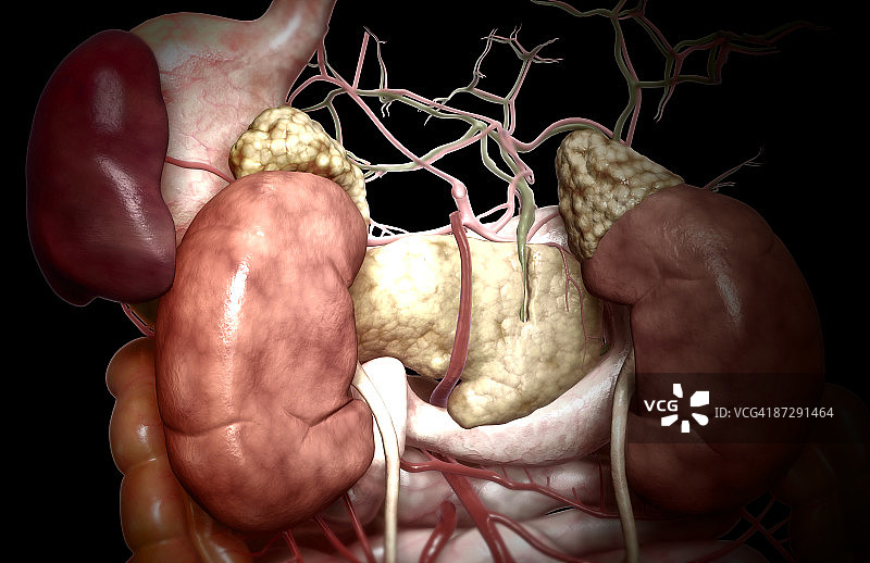 消化系统图片素材