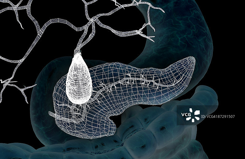 辅助消化器官图片素材