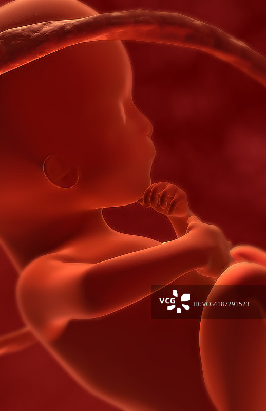 胚胎发育图片素材