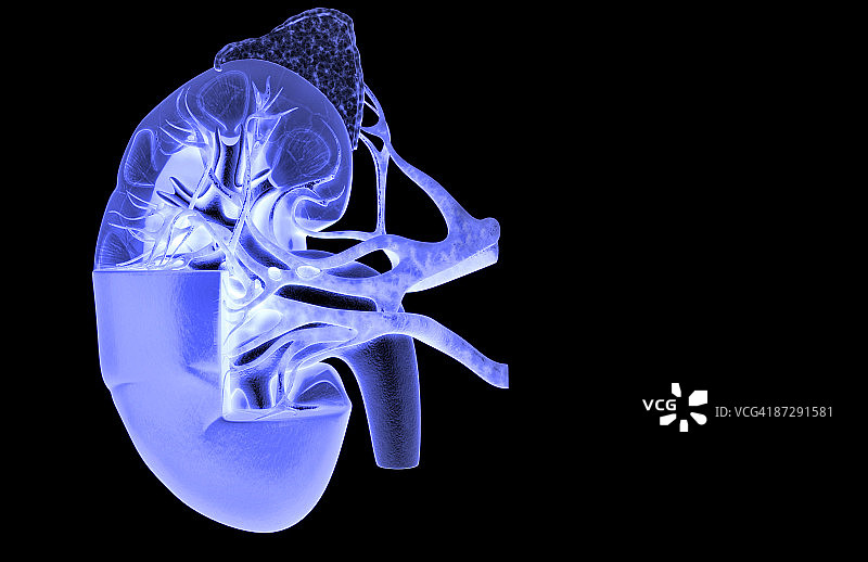 肾脏的血液供应图片素材