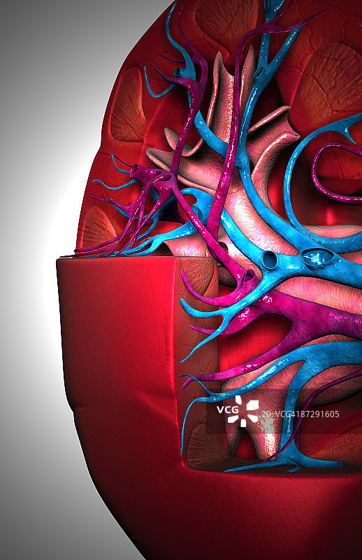 肾脏的血液供应图片素材