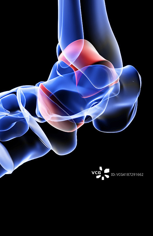 足部骨骼图片素材