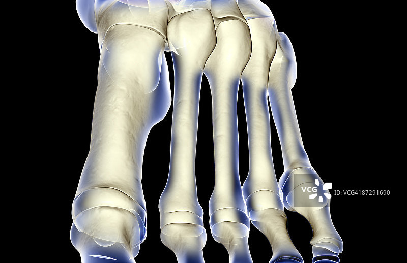 足部骨骼图片素材