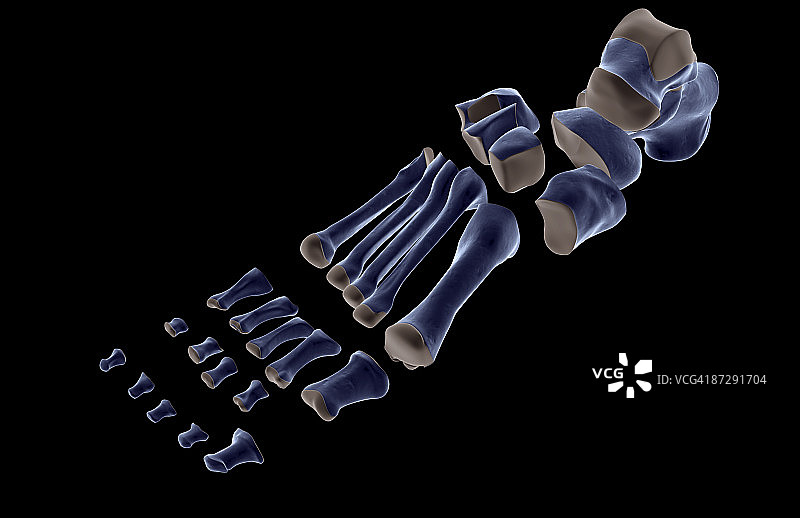 足部骨骼图片素材