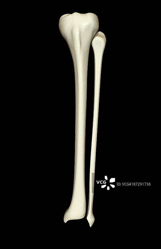 腿部骨骼图片素材