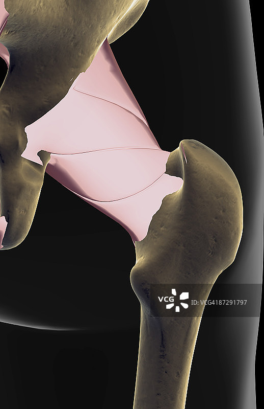 髋部韧带图片素材
