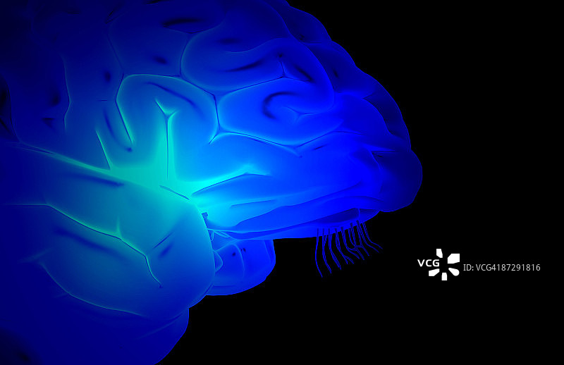 脑岛图片素材