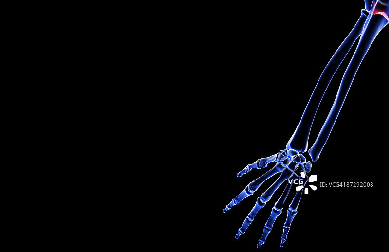 前臂骨骼图片素材