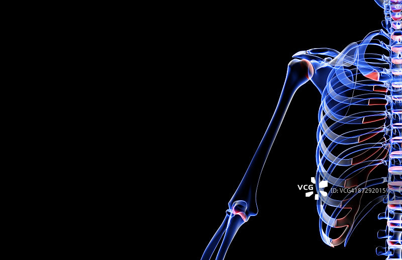 肩部和上臂的骨骼图片素材