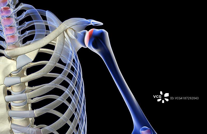 肩部骨骼图片素材