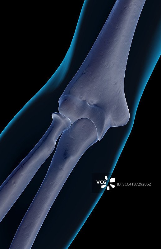 肘部骨骼图片素材