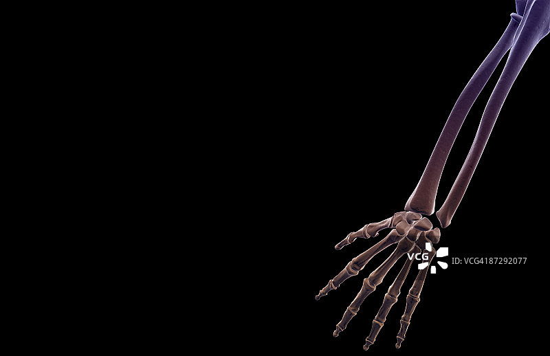 前臂骨骼图片素材