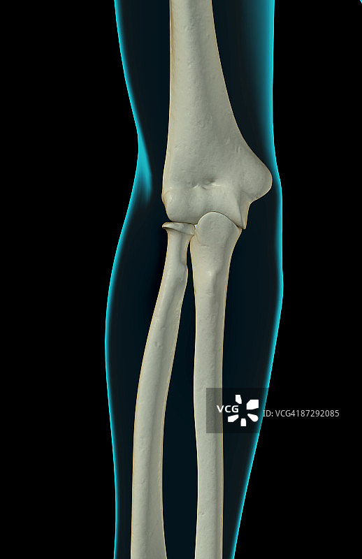 肘部骨骼图片素材