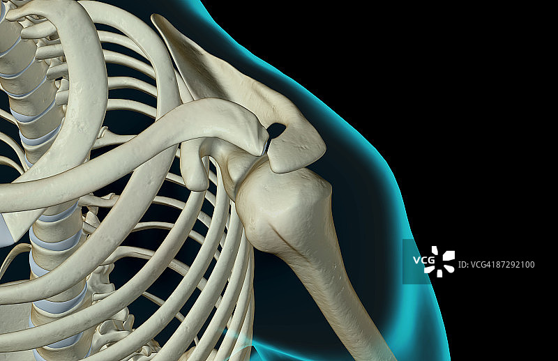 肩部骨骼图片素材