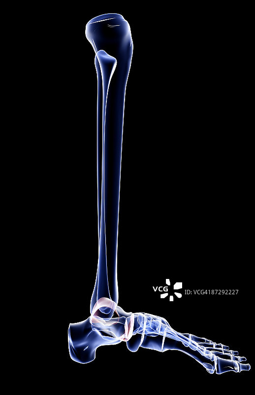腿部骨骼图片素材