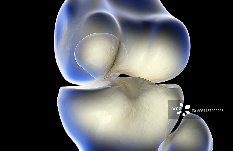 膝盖的骨骼图片素材