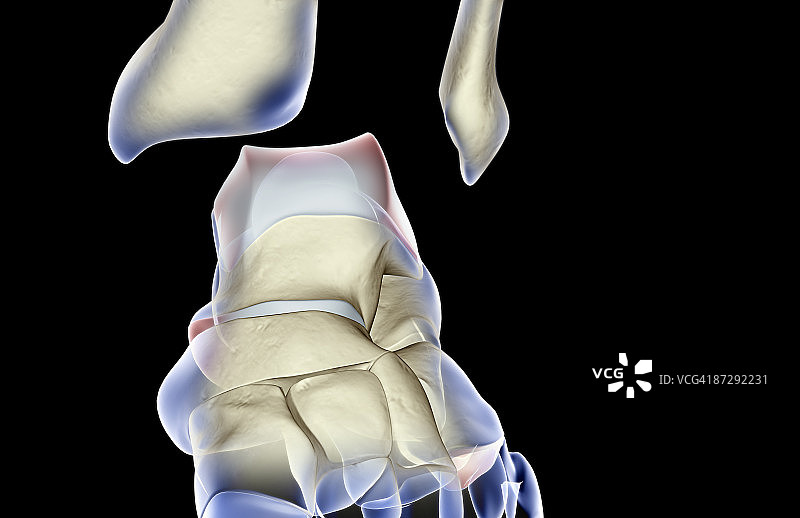 足部骨骼图片素材