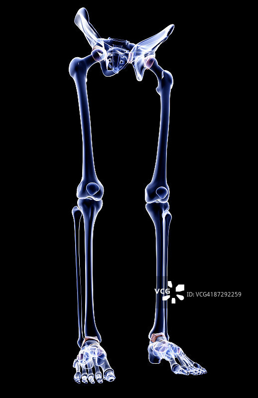 下半身的骨骼图片素材