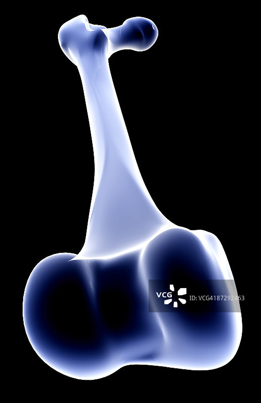 胫骨图片素材